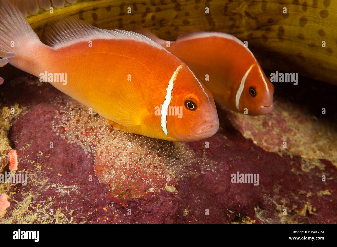 A pair of common anemonefish, Amphiprion perideraion, over their egg mass, at the base of the anemone, Heteractis magnifica, Yap, Micronesia. Stock Photo