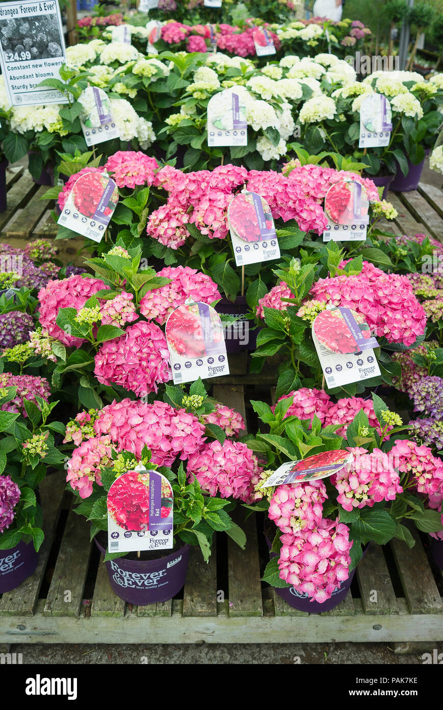 A selection of potted hydrangea plants for sale by self-selection at an English garden centre in UK Stock Photo