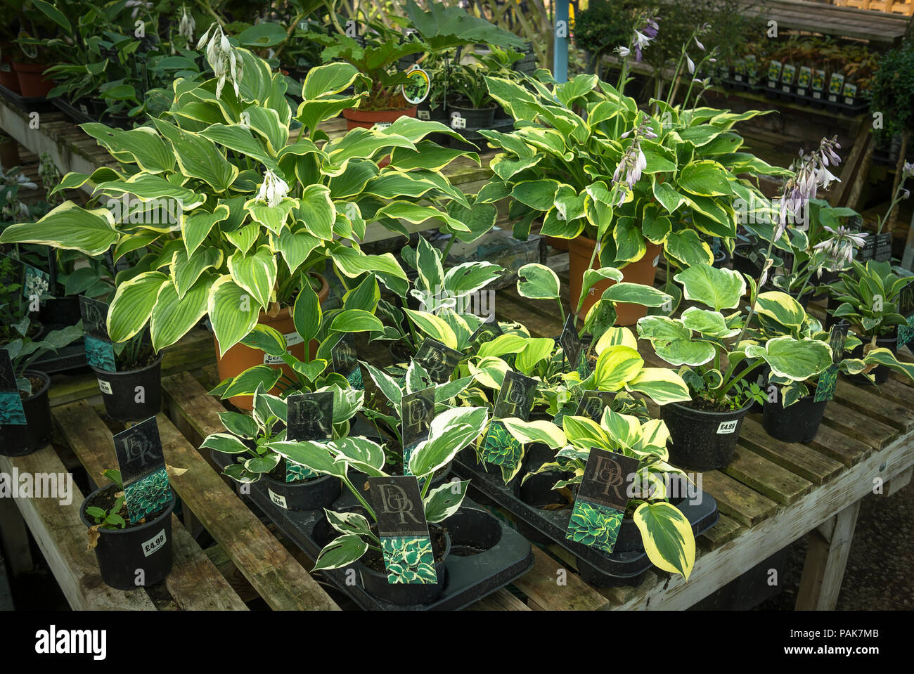 A selection of hosta plants for sale in an English garden centre in July Stock Photo
