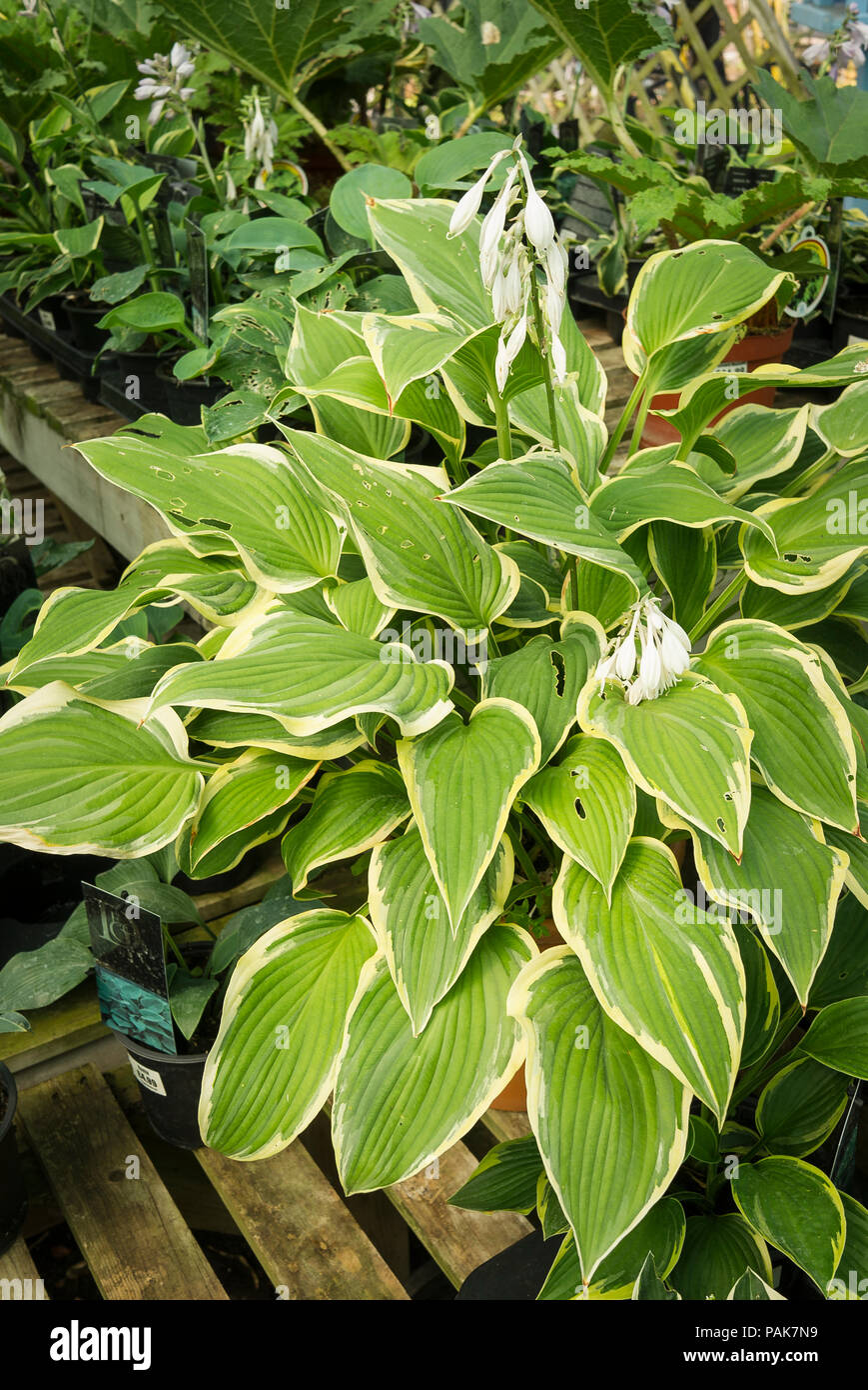 Hosta Yellow River for sale in an English garden centre in July Stock Photo