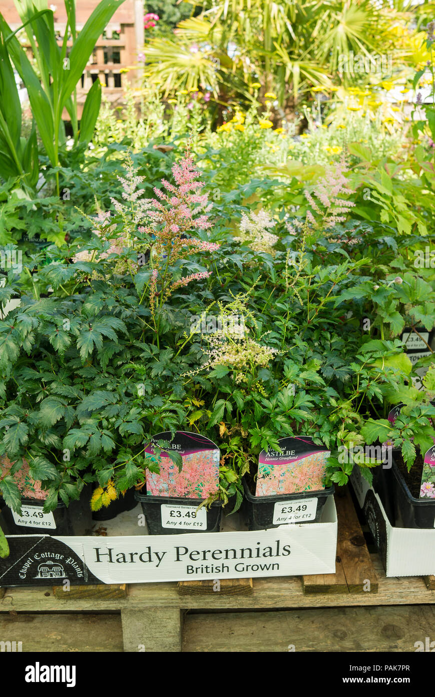Hardy perennials including Astilbe Hennie Graafland for sale in an English garden centre Stock Photo