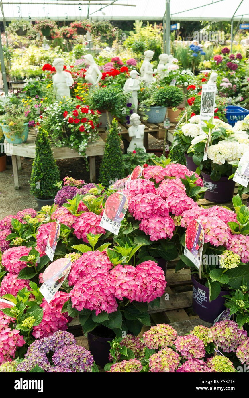 A selection of potted hydrangea plants for sale by self-selection at an English garden centre in UK Stock Photo