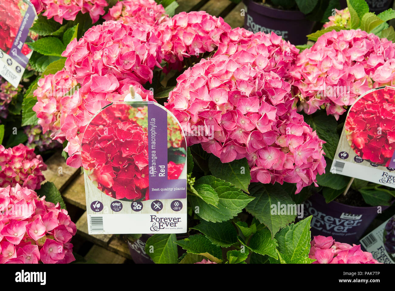 Hydrangea macrophylla Red by Forever &  Ever for sale in an English garden centre in July Stock Photo