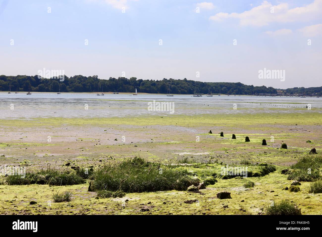 Suffolk, UK. 23rd July 2018. UK Weather: Blisteringly hot afternoon walk along Nacton shores. Ipswich, Suffolk. Credit: Angela Chalmers/Alamy Live News Stock Photo