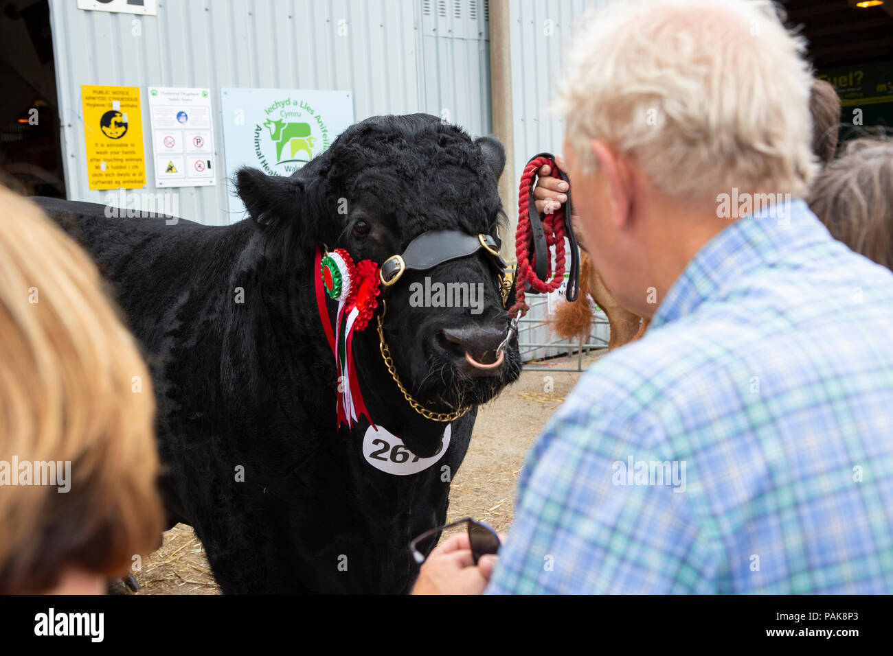 A bull at the Royal Welsh Show. Stock Photo