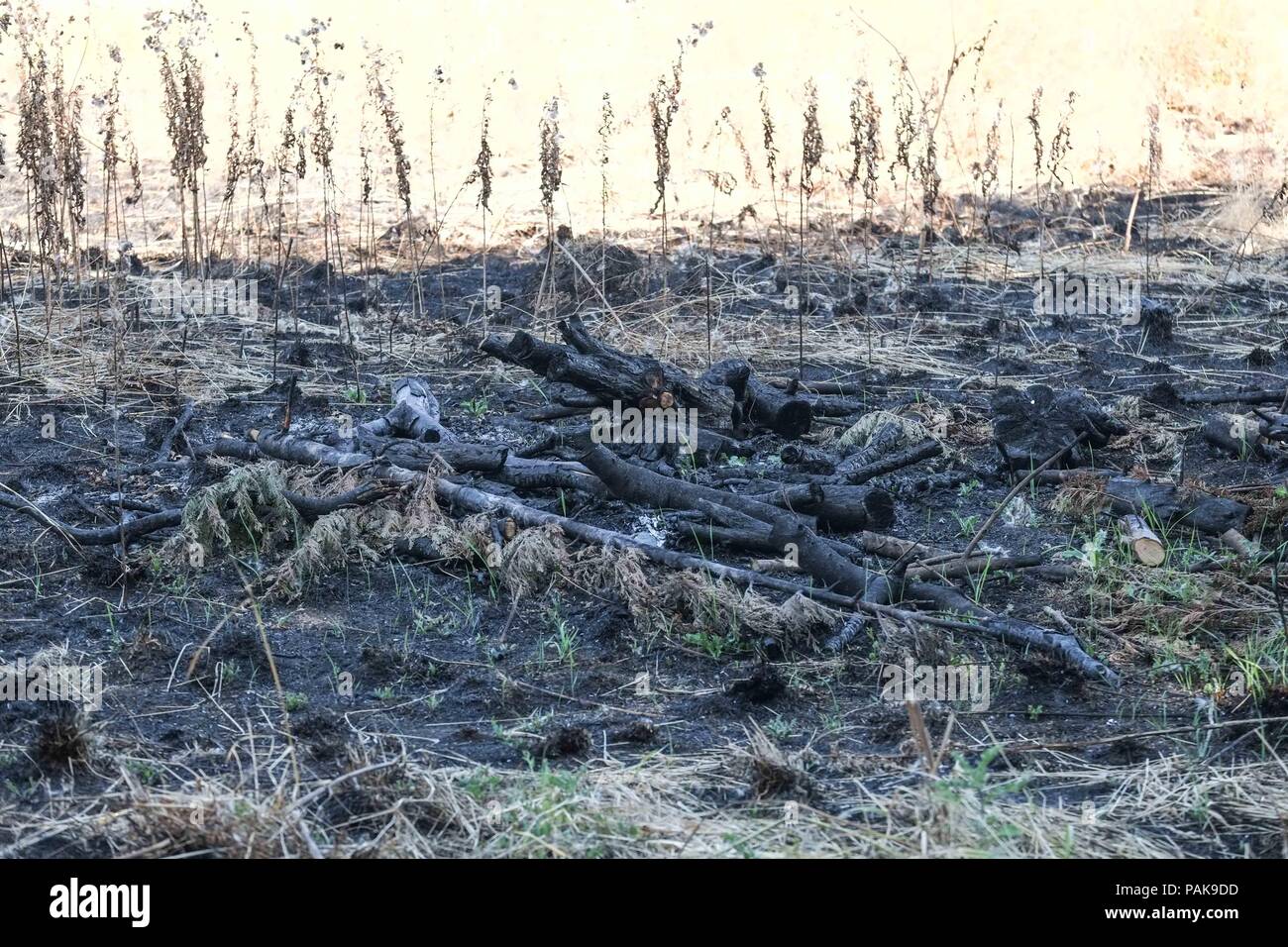 London, UK. 23rd July 2018. Burnt wood from a grass fire on Woolwich Common where twenty fire engines and around 125 firefighters are in attendence. Credit : Claire Doherty/Alamy Live News Stock Photo