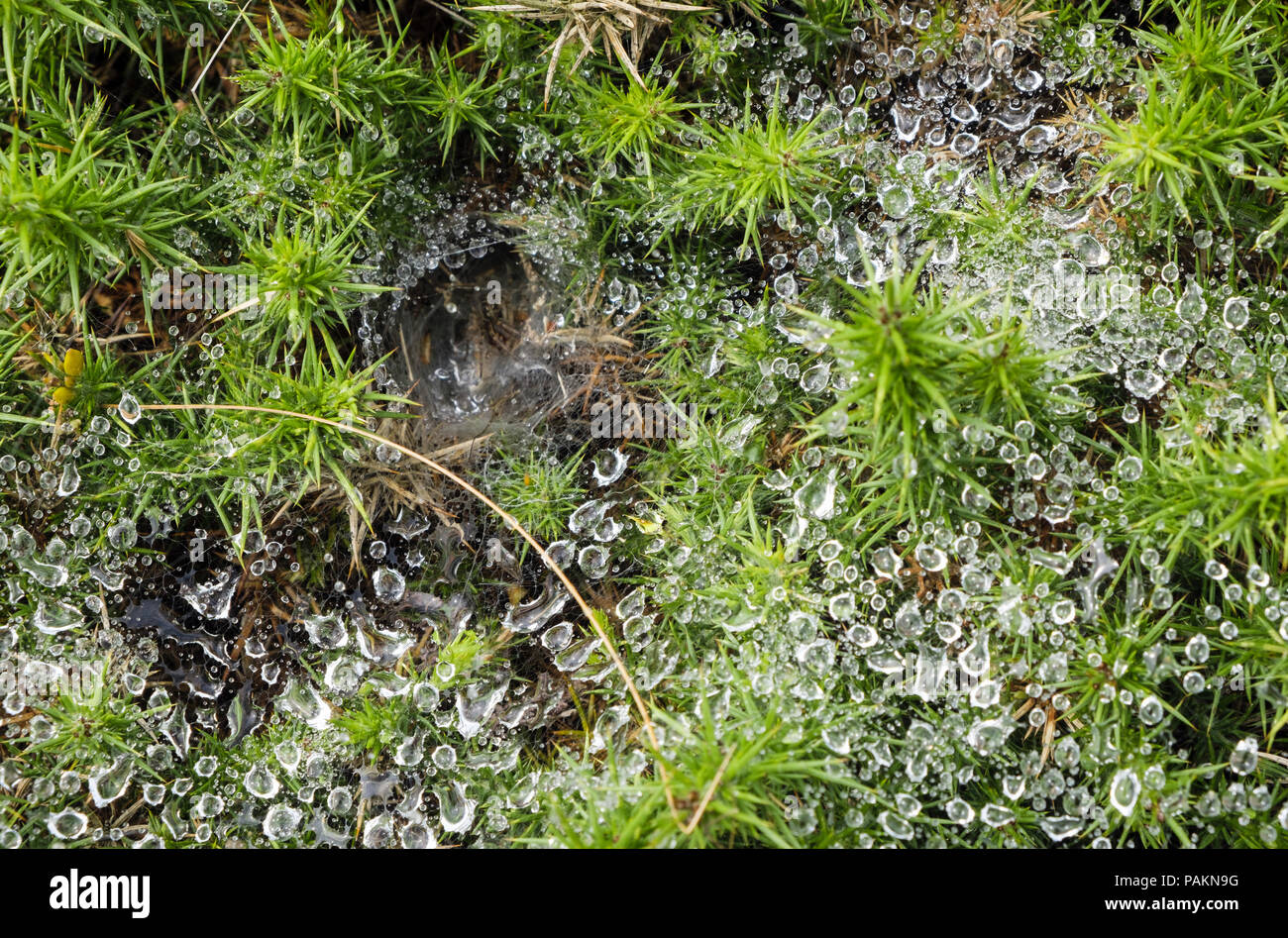 Labyrinth Spider (Agelena labyrinthica) cobweb with dew drops of water on a Gorse Bush.  Nefyn, Llyn Peninsula, Gwynedd, north Wales, UK, Britain Stock Photo