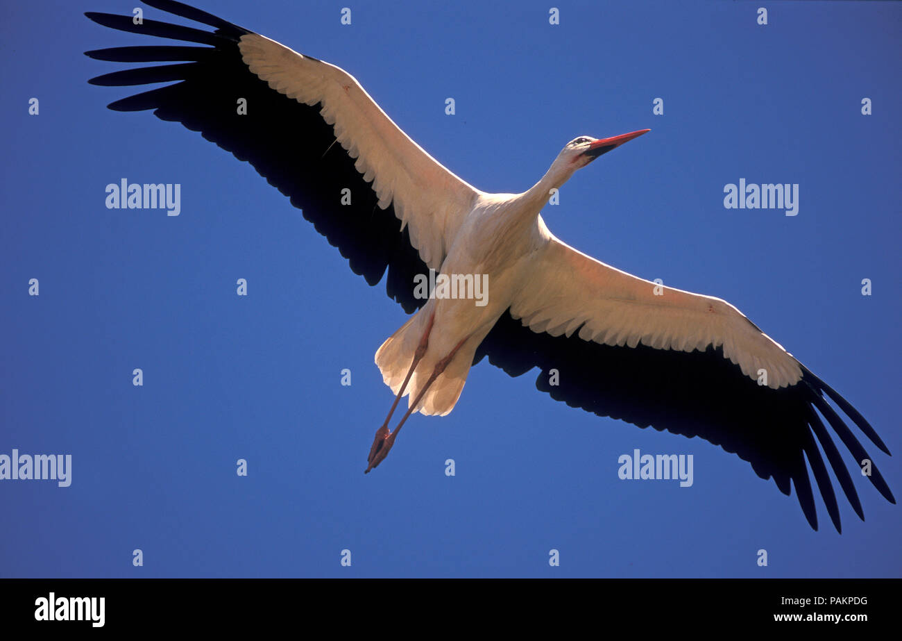 White Stork Flight Ciconia Ciconia Cigogne Blanche Vol Stock Photo Alamy