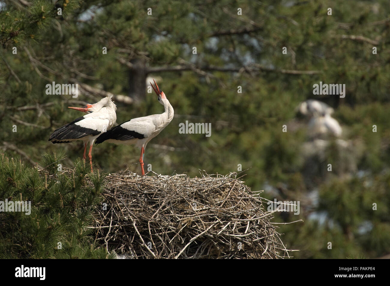 White Stork - Couple on the nest - Ciconia ciconia Cigogne blanche - couple au nid Stock Photo
