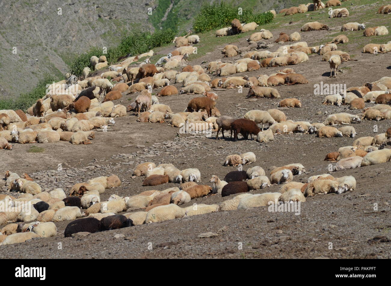 Sheep flock in the mountains near Ilisu, a Greater Caucasus village in north-western Azerbaijan Stock Photo