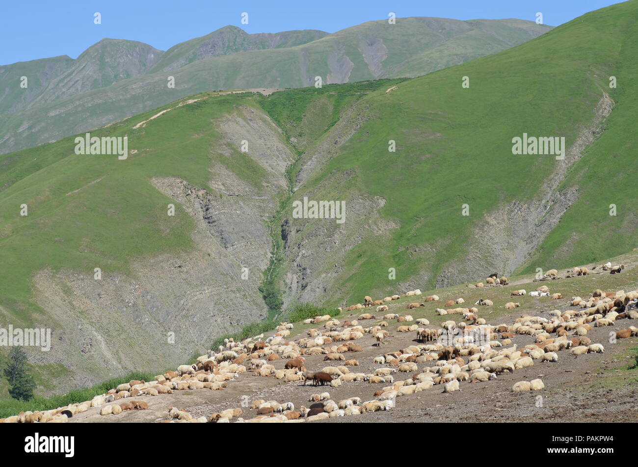 Sheep flock in the mountains near Ilisu, a Greater Caucasus village in north-western Azerbaijan Stock Photo