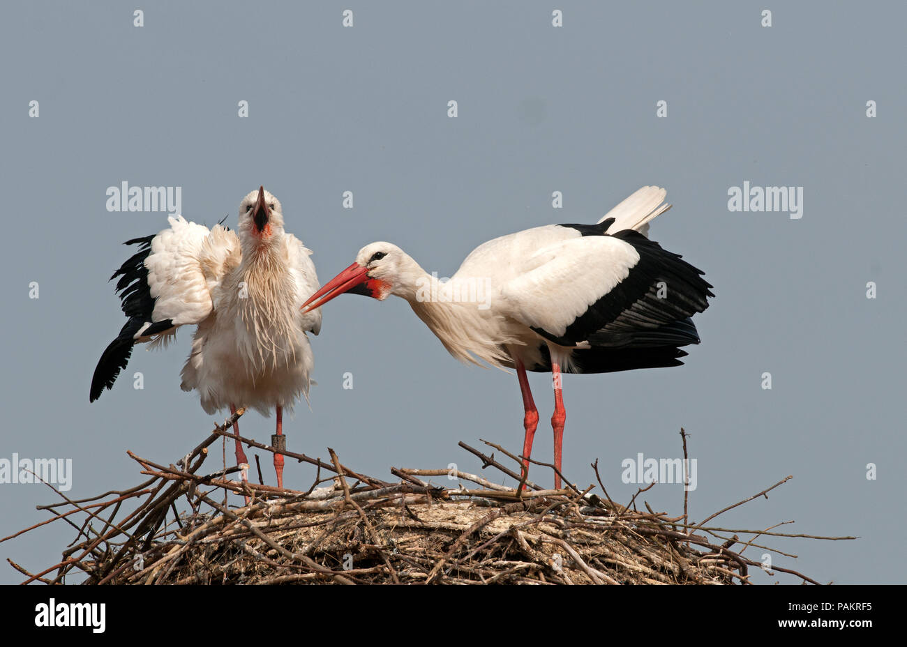 Cigogne blanche - White Stork - Ciconia ciconia Stock Photo
