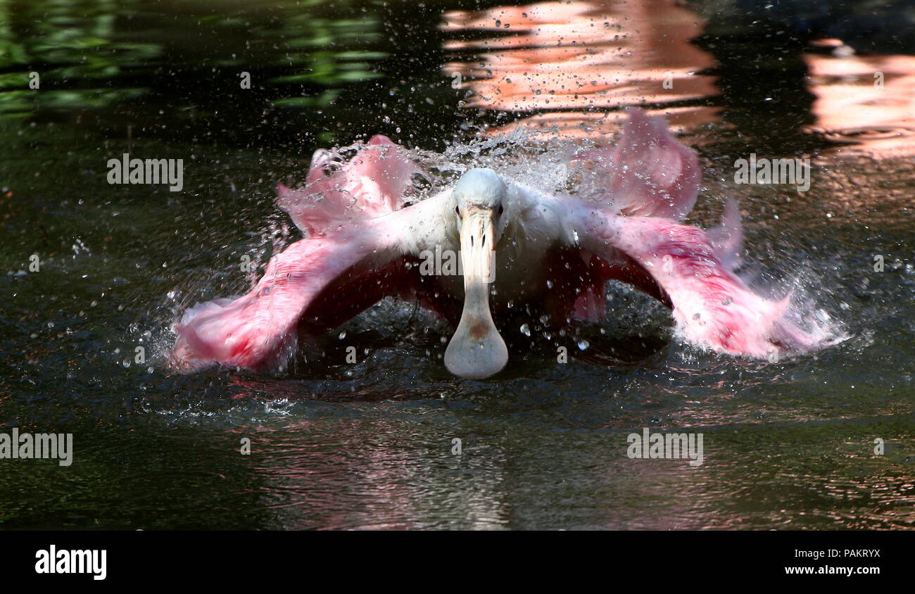 Bathing Roseate Spoonbill (Platalea ajaja) flapping wings in a lake. Stock Photo