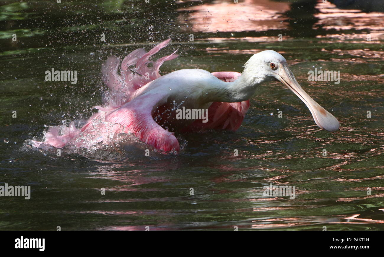 Bathing Roseate Spoonbill (Platalea ajaja) flapping wings in a lake. Stock Photo