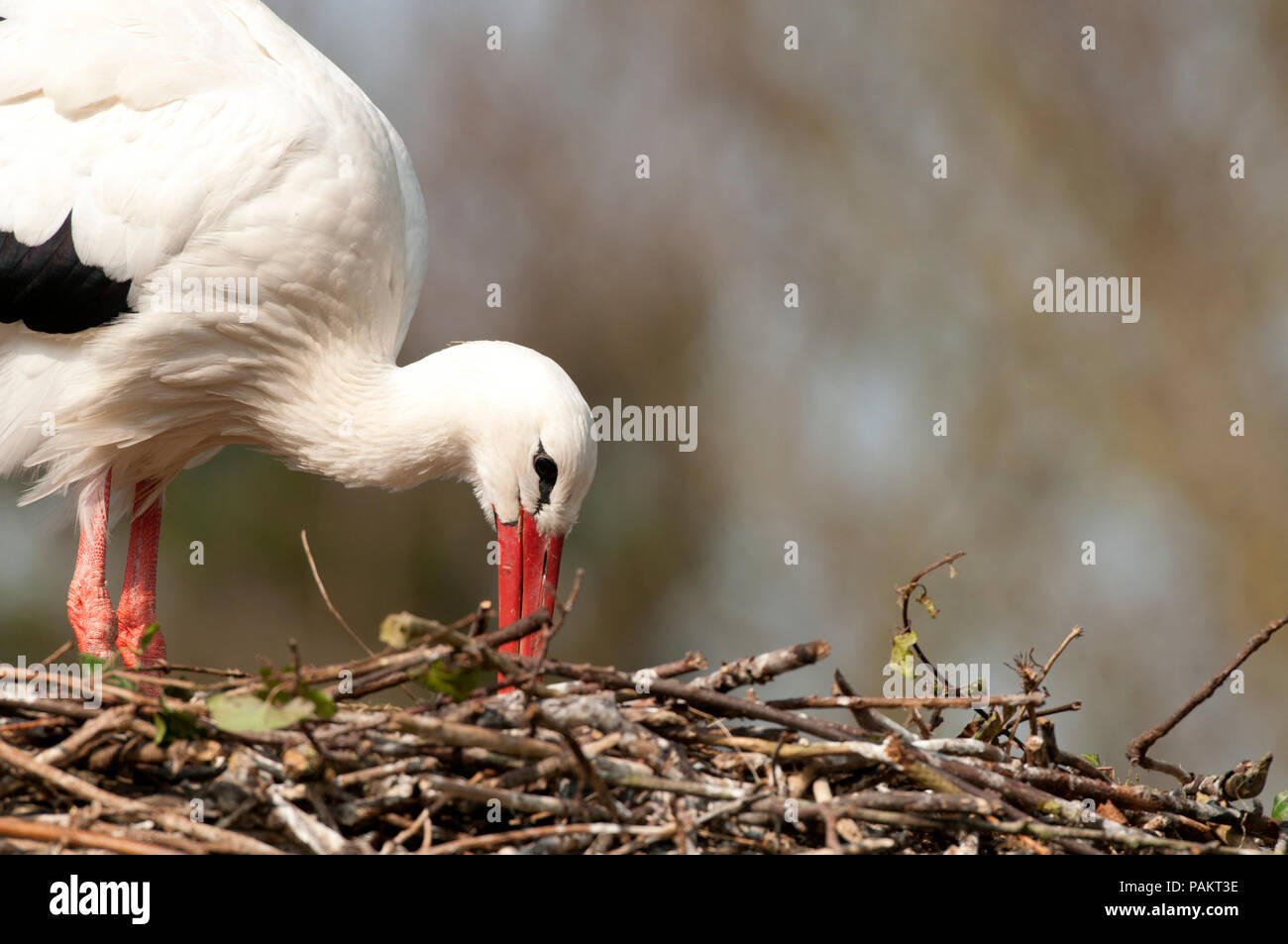 White Stork - on the nest - Ciconia ciconia Cigogne blanche - au nid - Ciconia ciconia Stock Photo