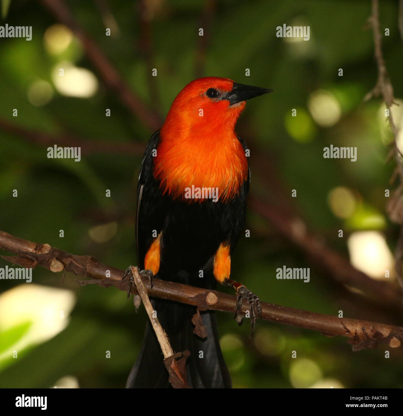 South American Scarlet or Orange headed Blackbird (Amblyramphus holosericeus) in a tree. Stock Photo
