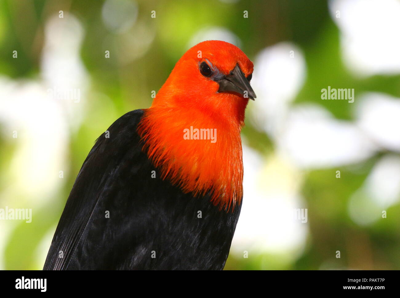 South American Scarlet or Orange headed Blackbird (Amblyramphus holosericeus) in a tree. Stock Photo