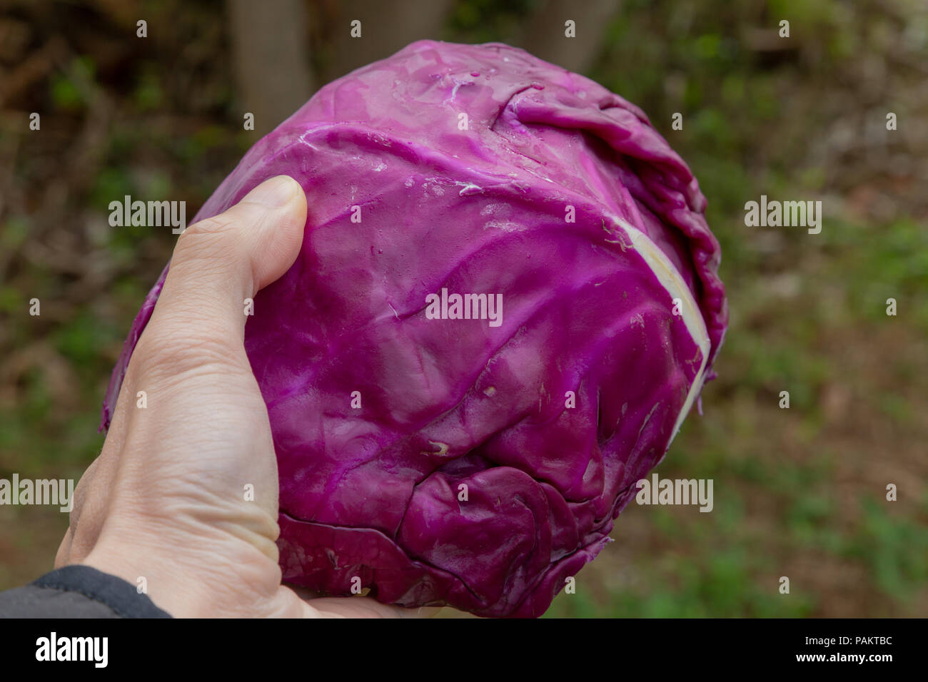 Red purple cabbage leaves in hand palm, home backyard environment Stock Photo Alamy