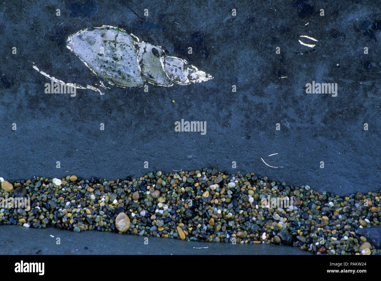 Gastropod fossil, Fogarty Creek State Park, Oregon Stock Photo Alamy