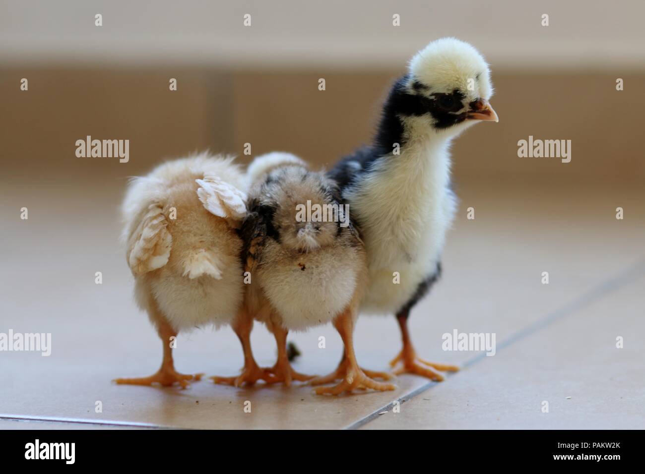 Three little chicks stand together Stock Photo