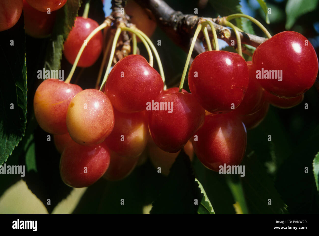Royal Anne cherries, Marion County, Oregon Stock Photo Alamy