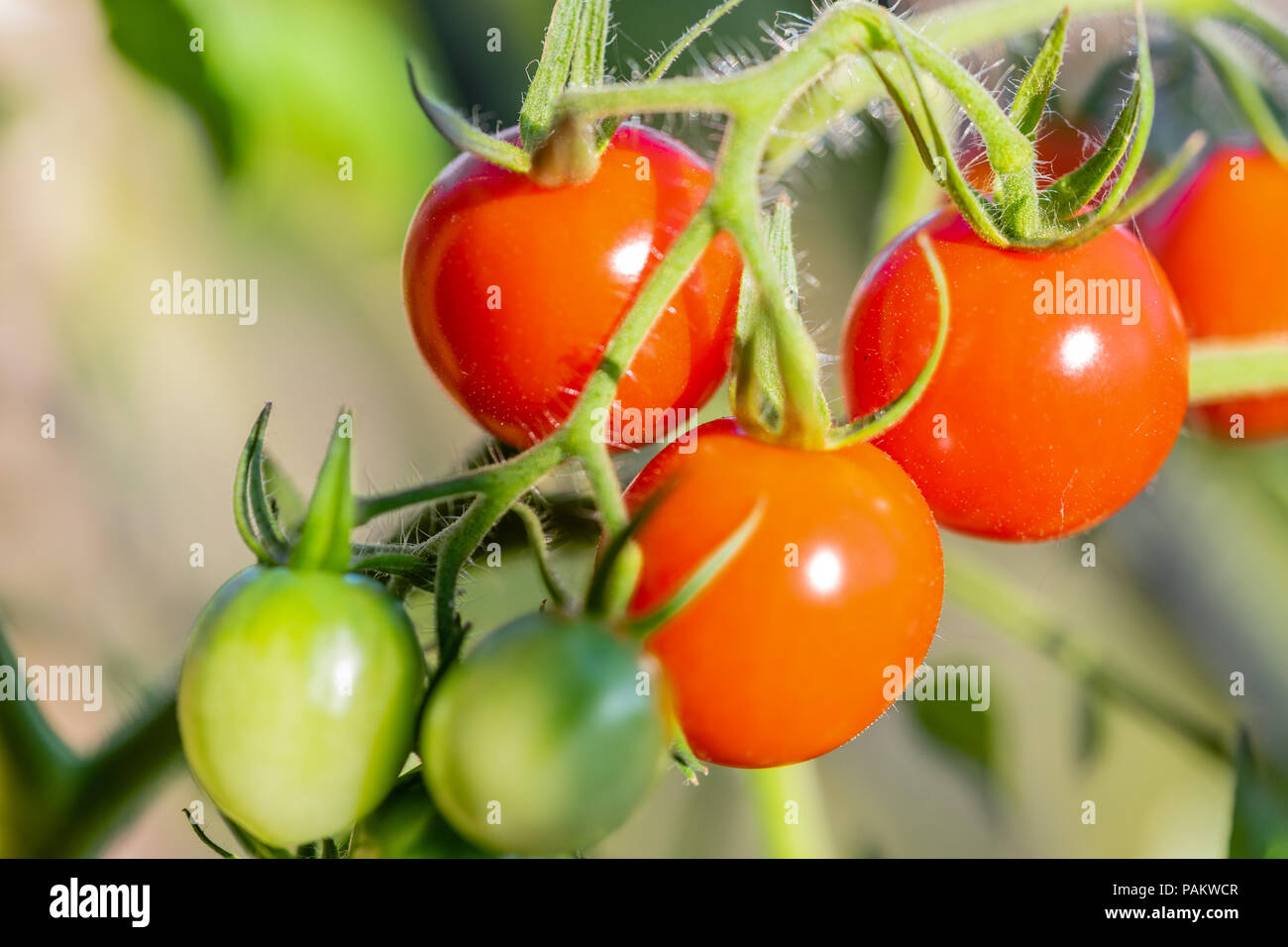 Tomato plant ripening hires stock photography and images Alamy