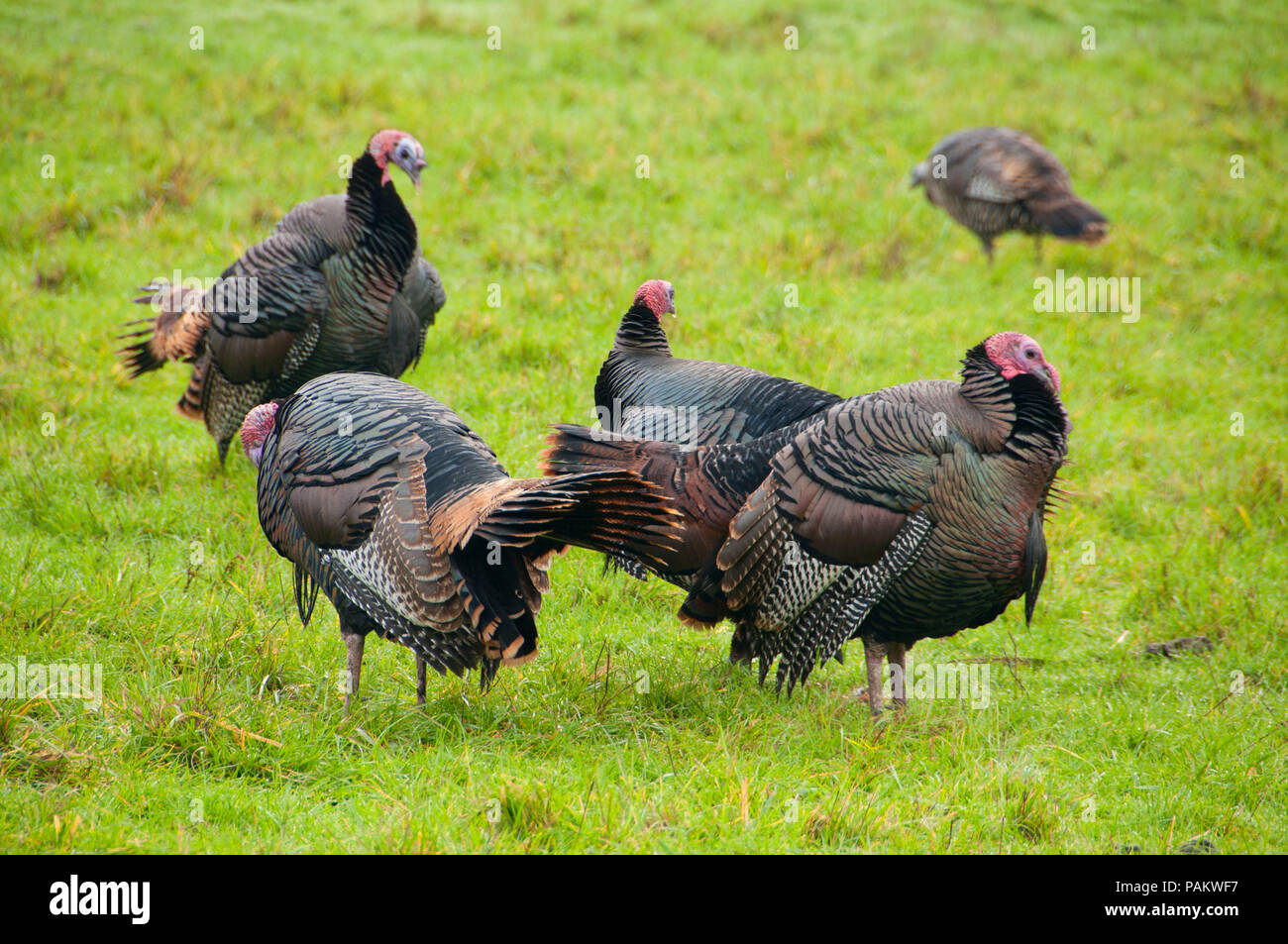 Springfield Oregon Turkeys Wild turkey flock hi-res stock photography and images - Alamy