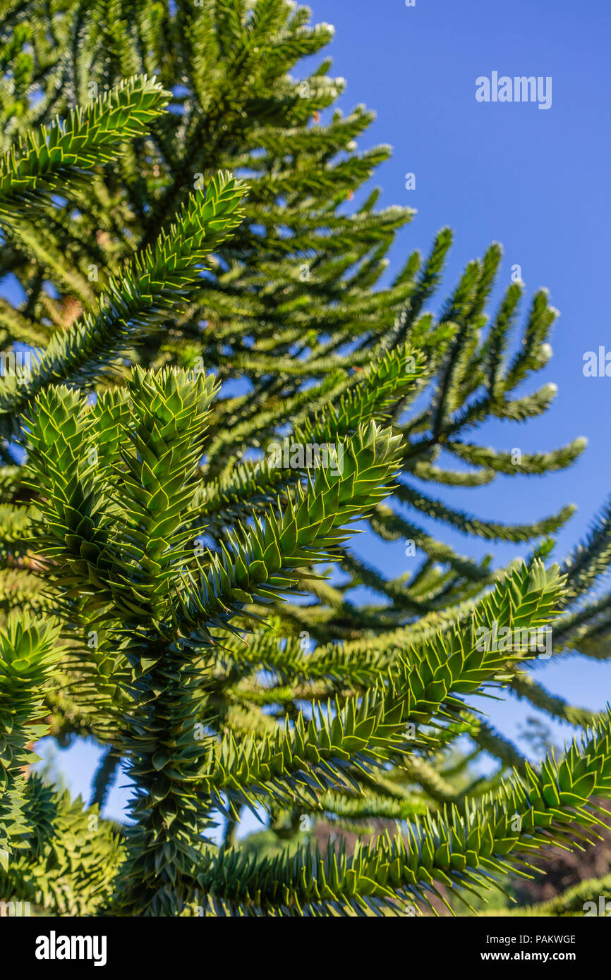 Close up of a Monkey Puzzle Tree (araucaria) growing in a  garden in Hampshire, England, UK Stock Photo