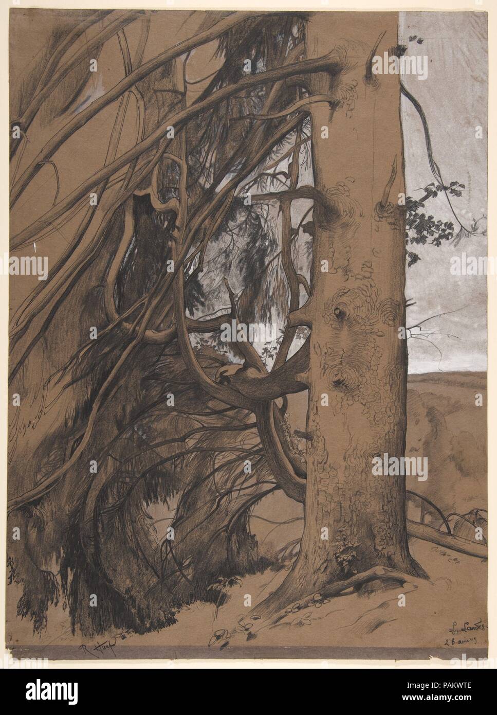 A Fir Tree in the Forest of the Landes, Aquitane. Artist RenéErnest