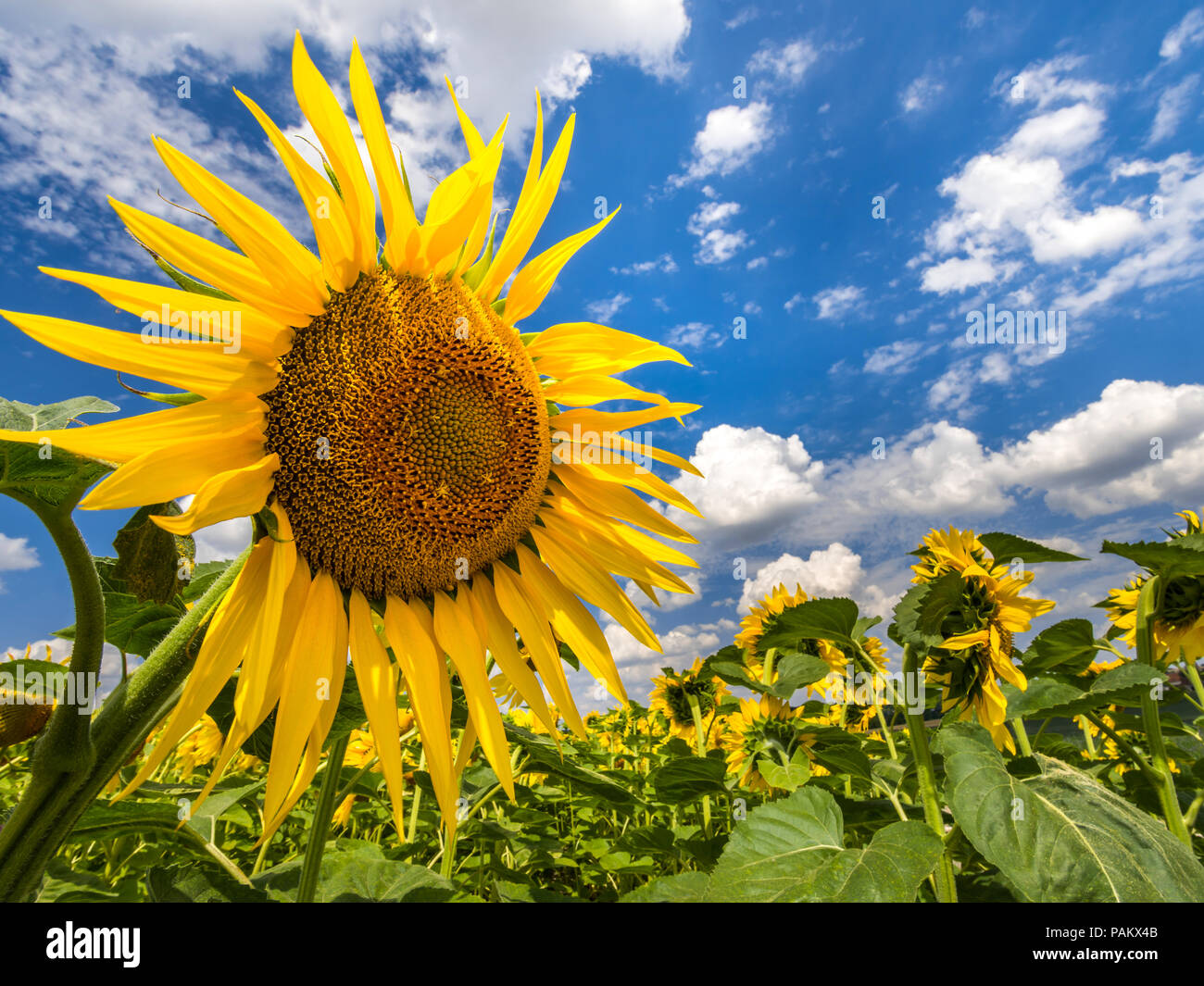 Field of Sunflowers under blue sky and clouds, France Stock Photo - Alamy