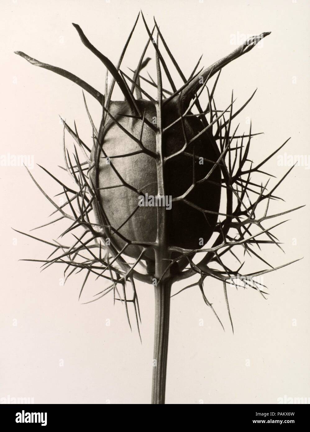 Karl Blossfeldt | KARL BLOSSFELDT 1865-1932 (1865 - 1932