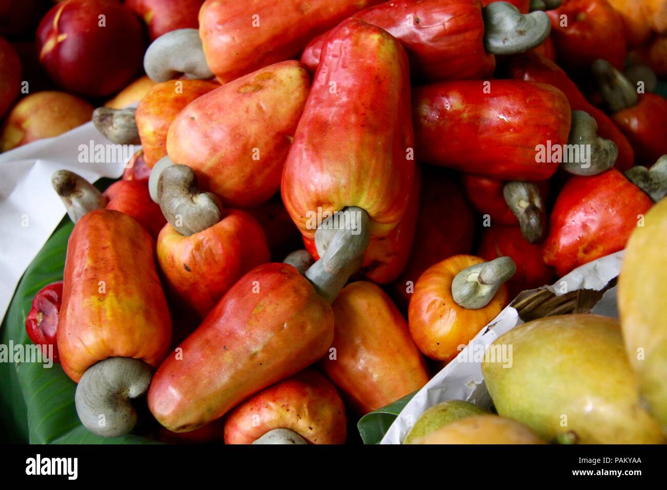 Fresh cashew fruit wth nut attached Stock Photo Alamy