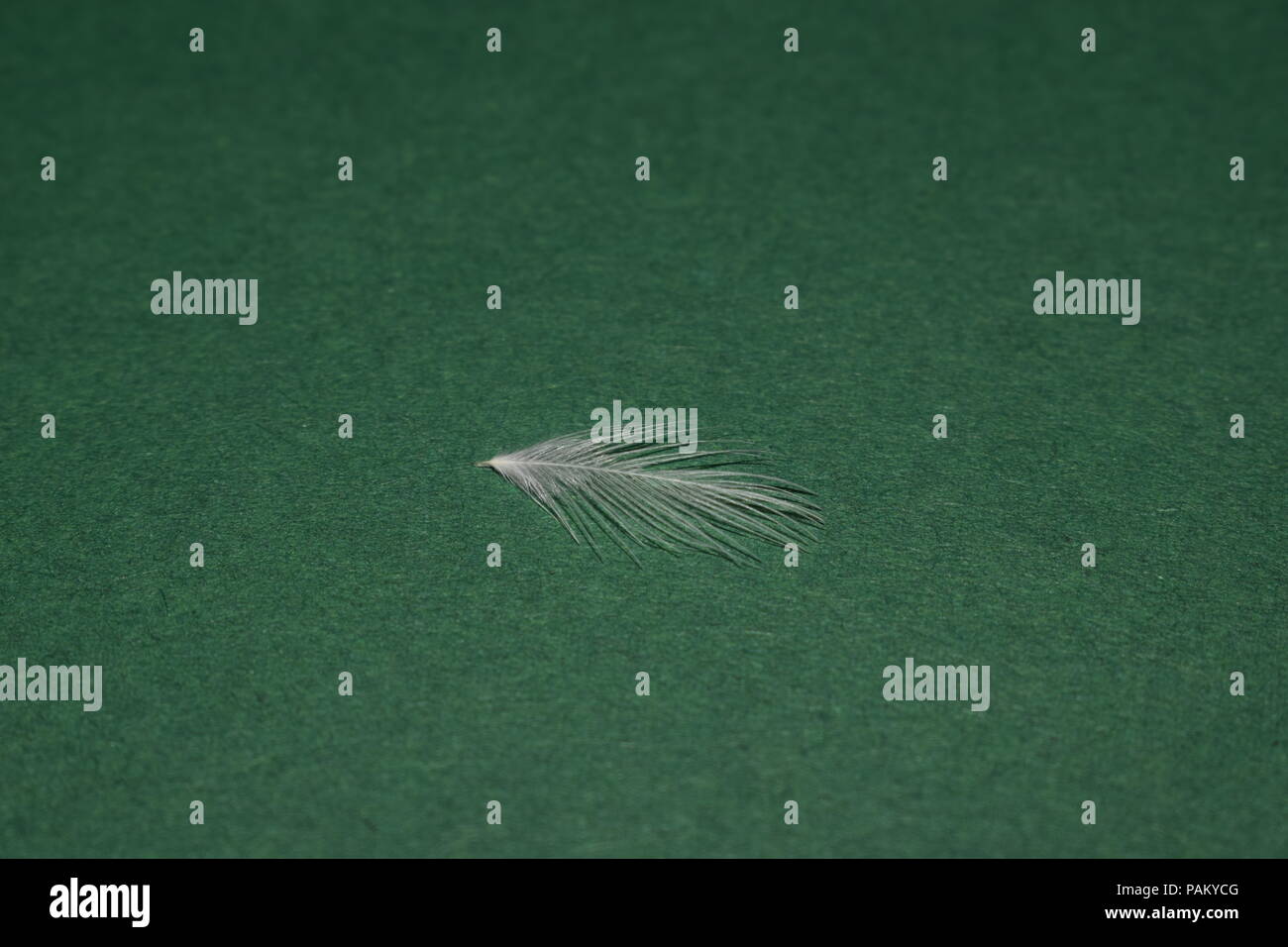 Feather Wallpaper High Resolution Stock Photography and Images - Alamy