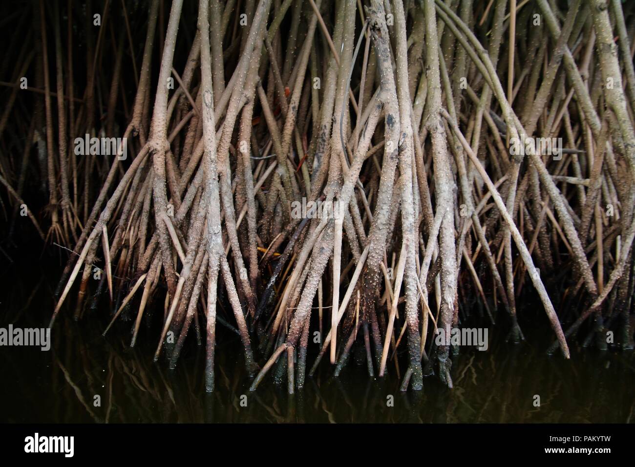 close up of Red Mangrove roots in an estuary Stock Photo