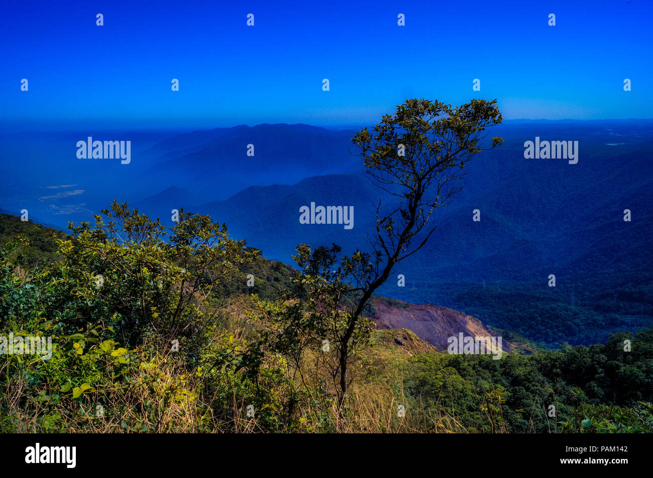 Tree in the blue mountains Stock Photo