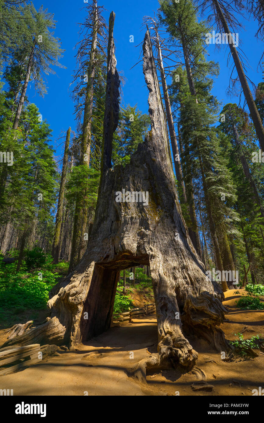 The Tunnel Tree is a giant sequoia that was carved out so that tourists can drive and hike through it - Tuolumne Grove, Yosemite National Park Stock Photo