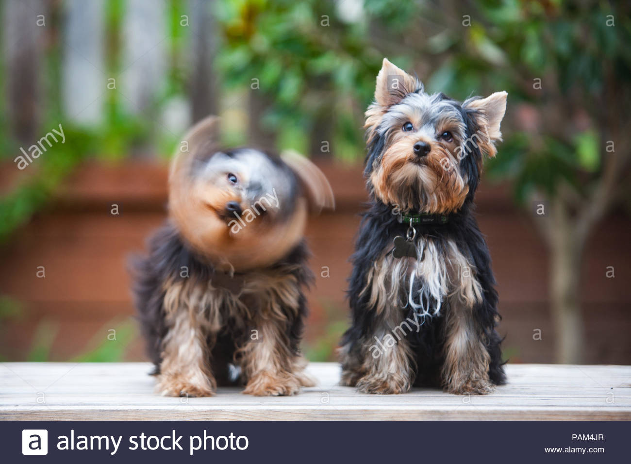Yorkies Stock Photos & Yorkies Stock Images Alamy