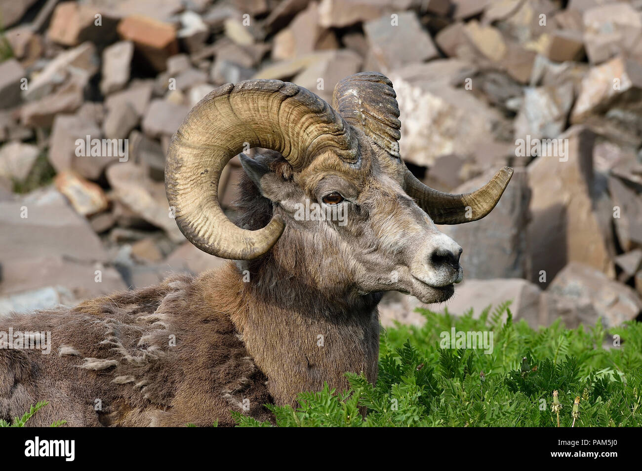 A portrait image of a Rocky Mountain Bighorn Sheep laying in the lush vegetation at the edge of a rocky ridge near Cadomin Alberta Canada. Stock Photo