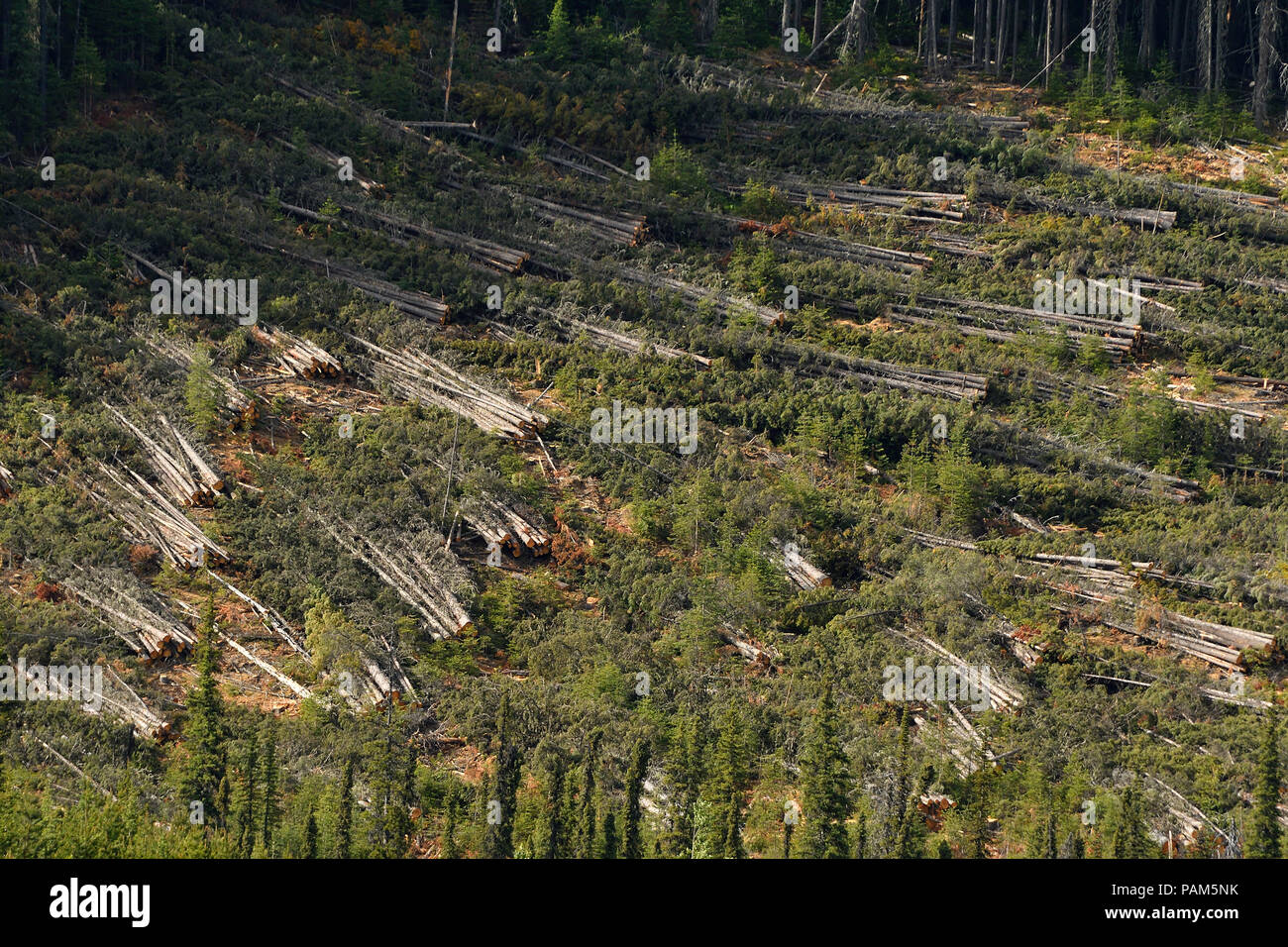 A Cut Block In The Forest Of Alberta Canada Where The Trees Have Been Harvested But Not Yet Transported To The Saw Mill Stock Photo Alamy