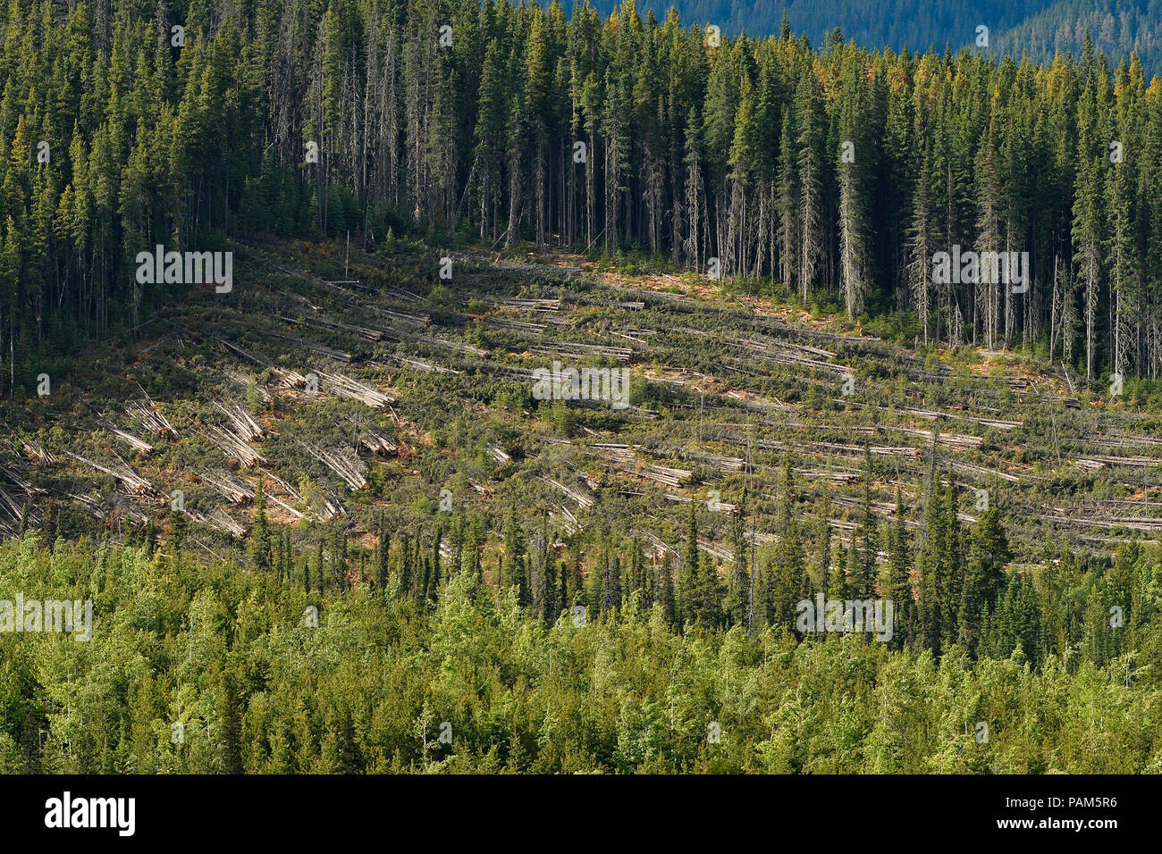 A cut block in the forest of Alberta Canada where the trees have been