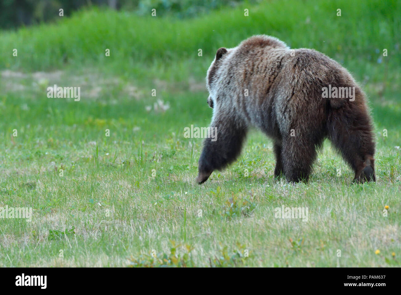 A rear view of a grizzly bear ( Ursus arctos); walking away through the green grass at the edge of the forest in Alberta Canada Stock Photo