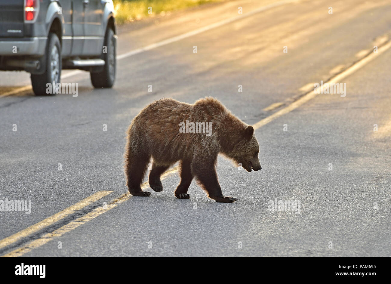 A young grizzly bear (Ursus arctos); walking accross a rural highway in
