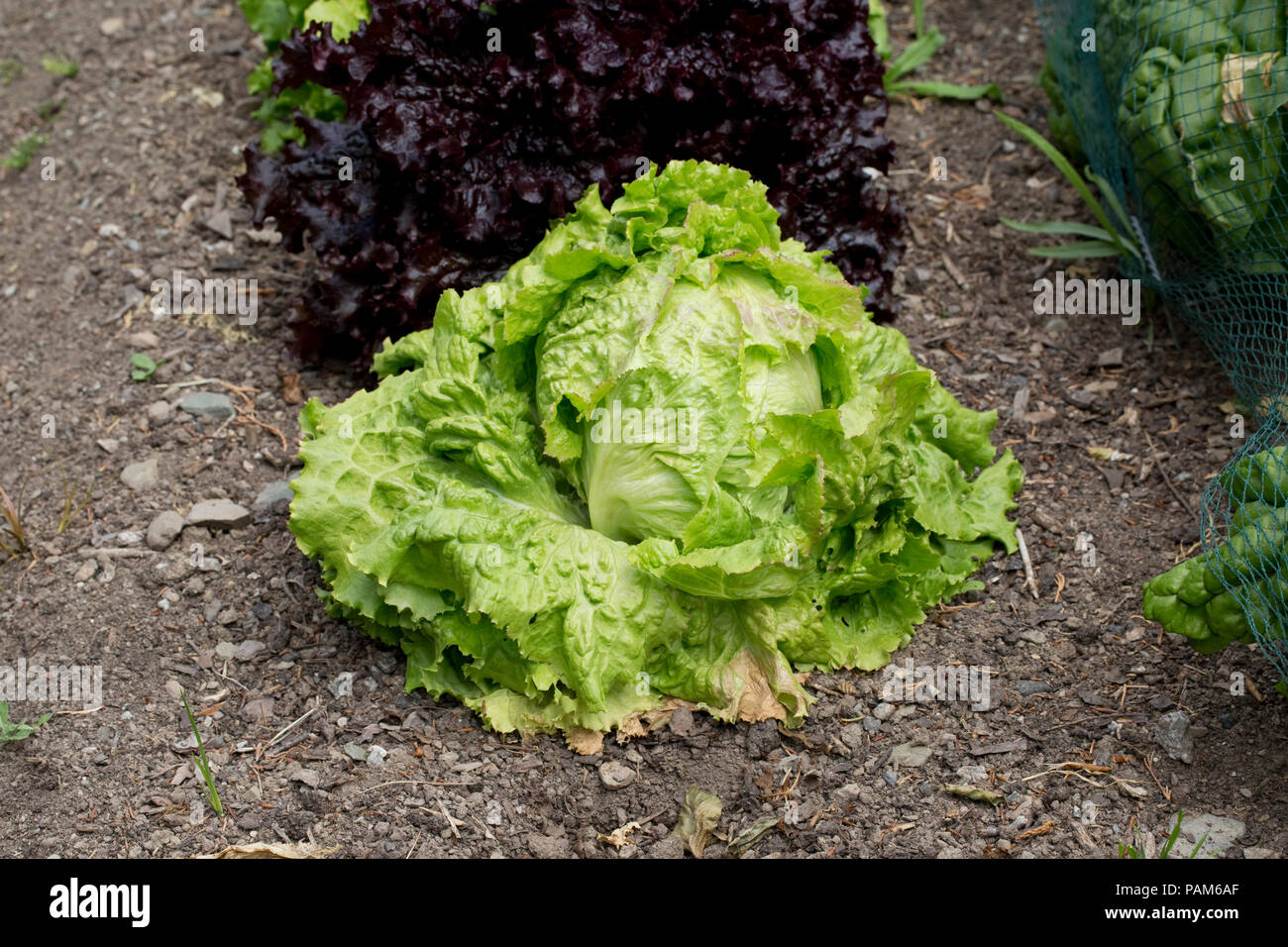 Single cos lettuce Dumfries UK Stock Photo