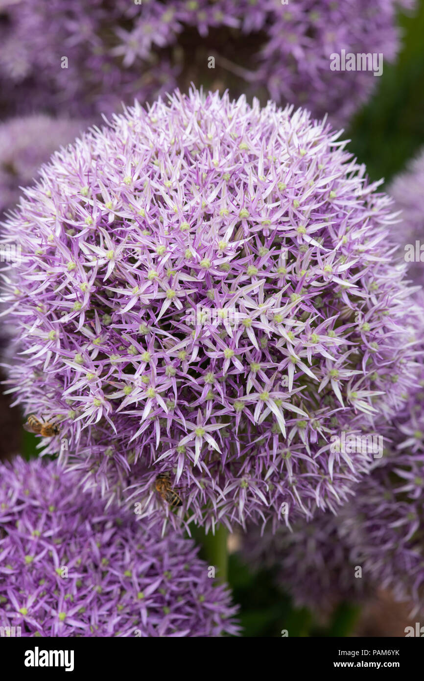 Allium ‘Round and purple’ flowers on a flower show display. UK Stock Photo