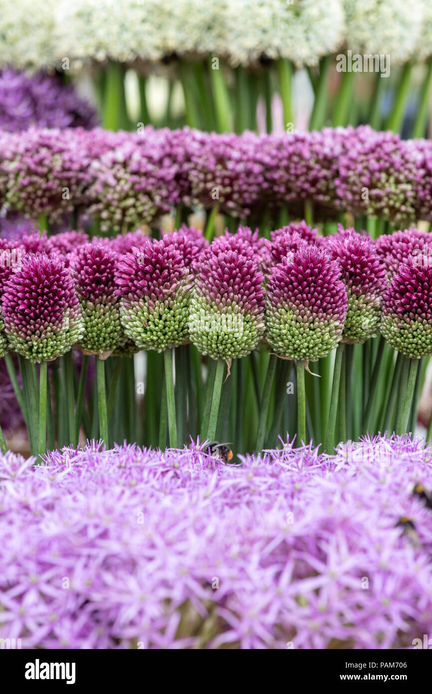 Ball Shaped Flowers Stock Photos & Ball Shaped Flowers Stock Images Alamy