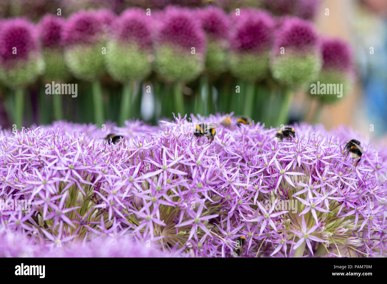 Bombus lucorum. Bumble bees on an allium flower show display. UK Stock Photo