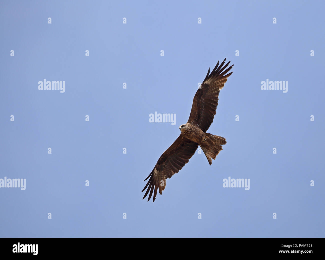 Black kite (Milvus migrans) Flying under blue sky Stock Photo