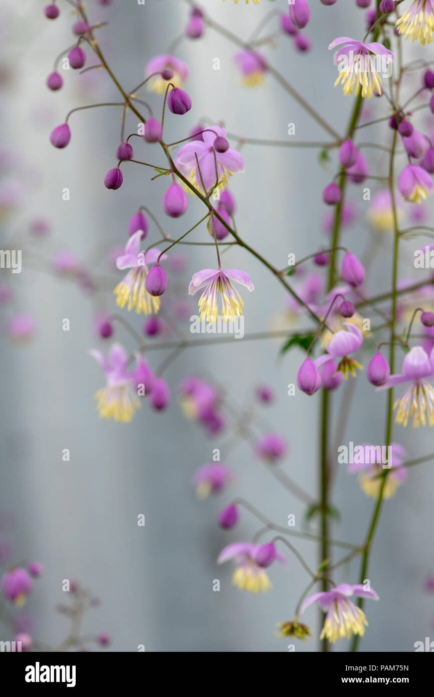Thalictrum delavayi. Chinese Meadow rue flowers against an old tin potting shed at a flower show. UK Stock Photo