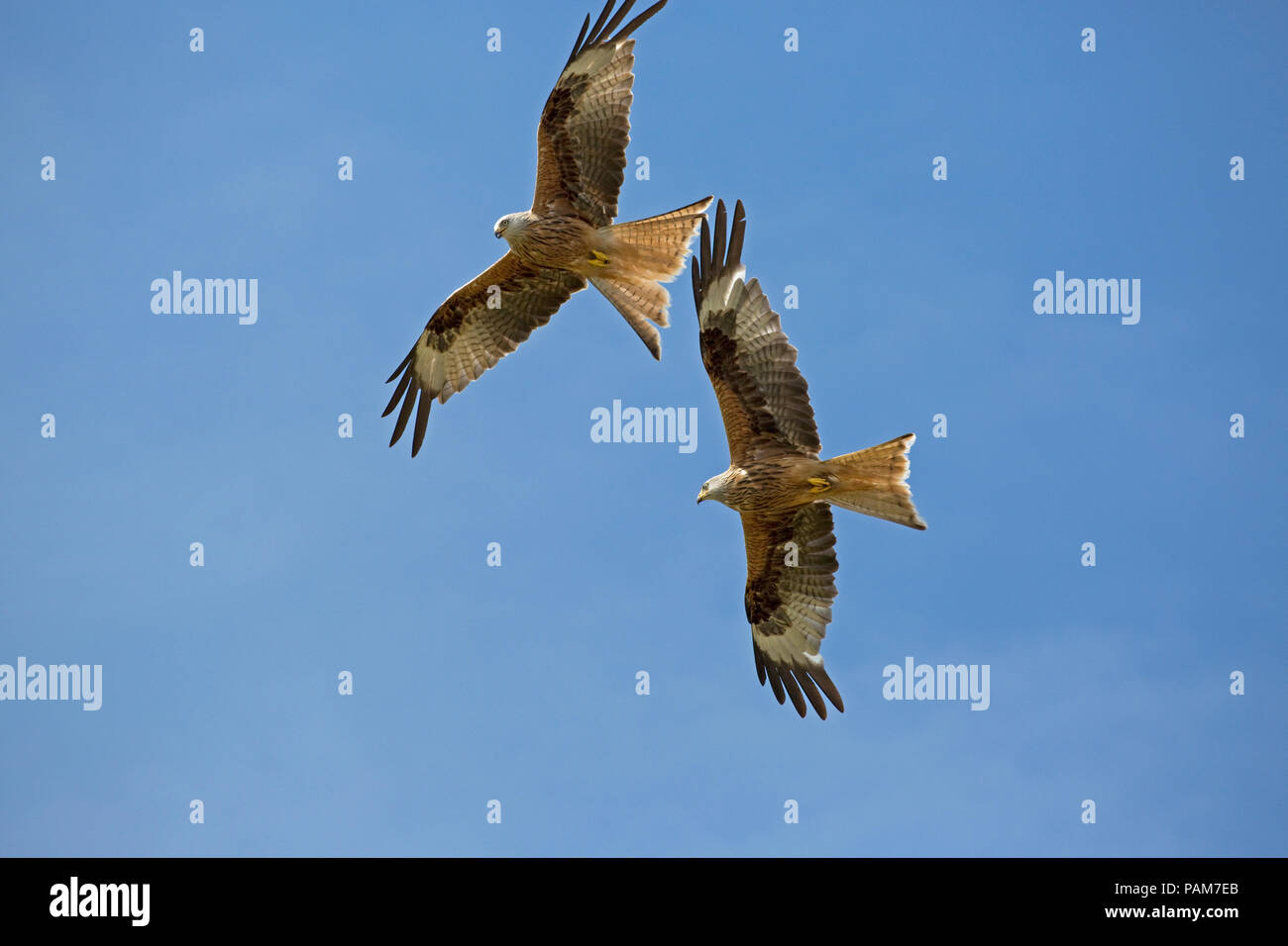 Two Red kites in flight Bellymack Kite Feeding Centre Dumfries Scotland ...
