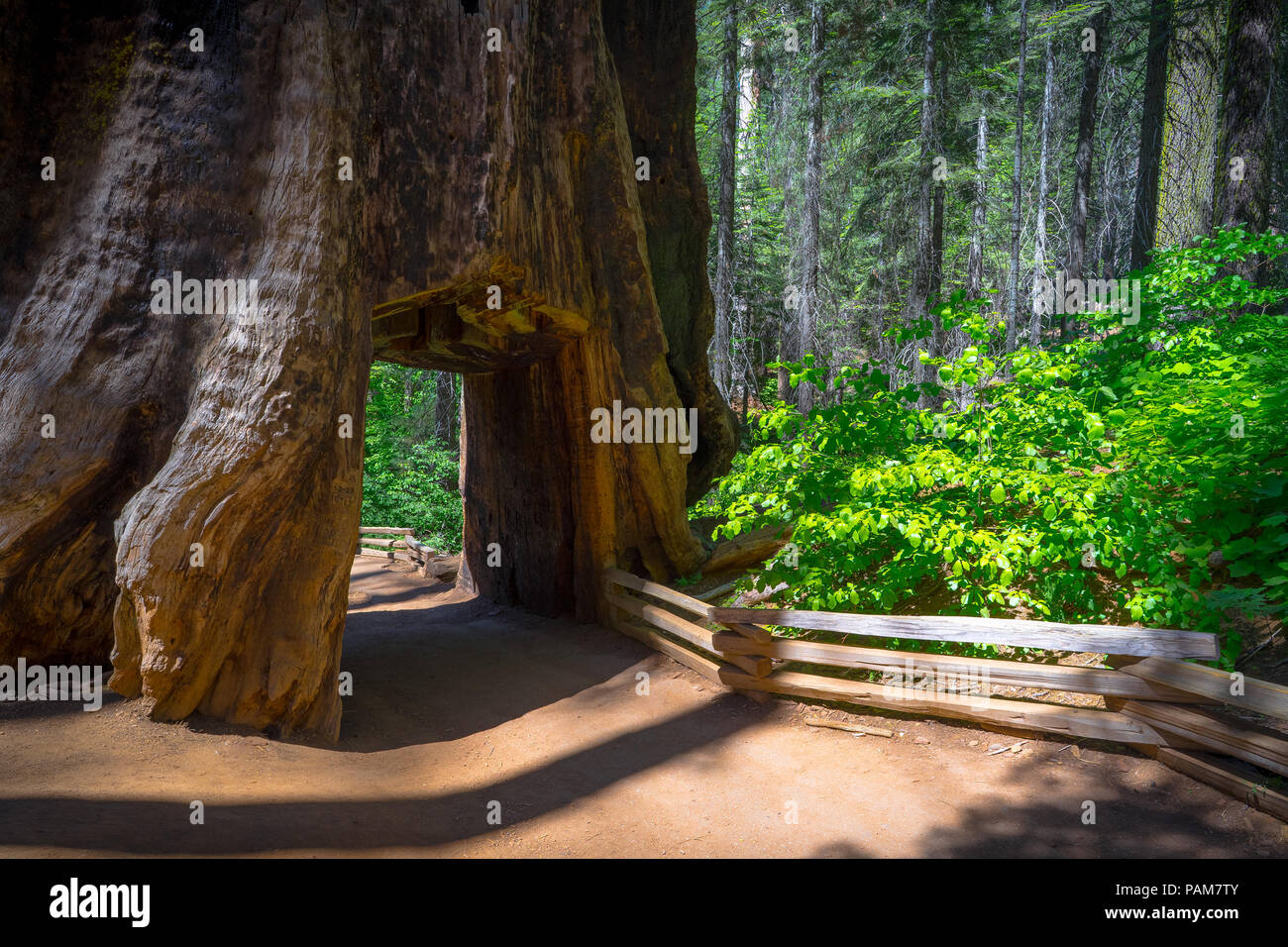Massive walk-through tree trunk known as the Tunnel Tree - along the Tuolumne Grove trail in Yosemite National Park. Stock Photo